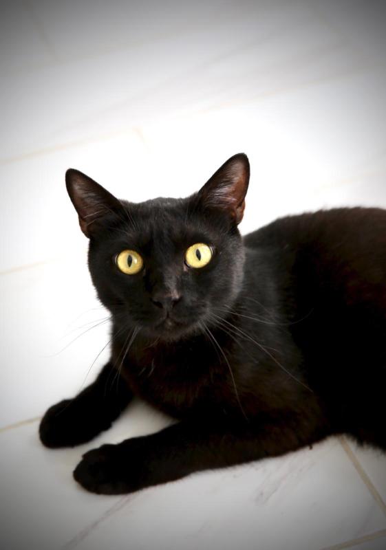 Bagheera