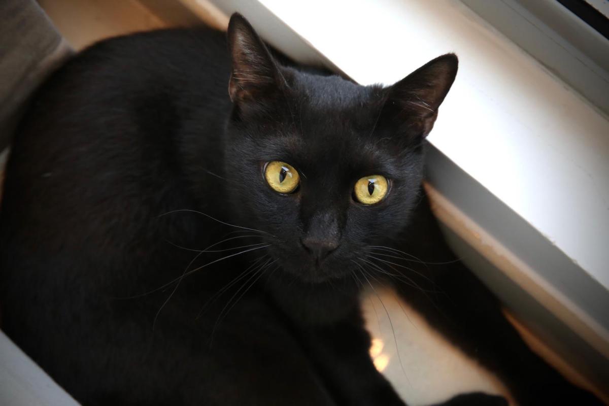 Bagheera