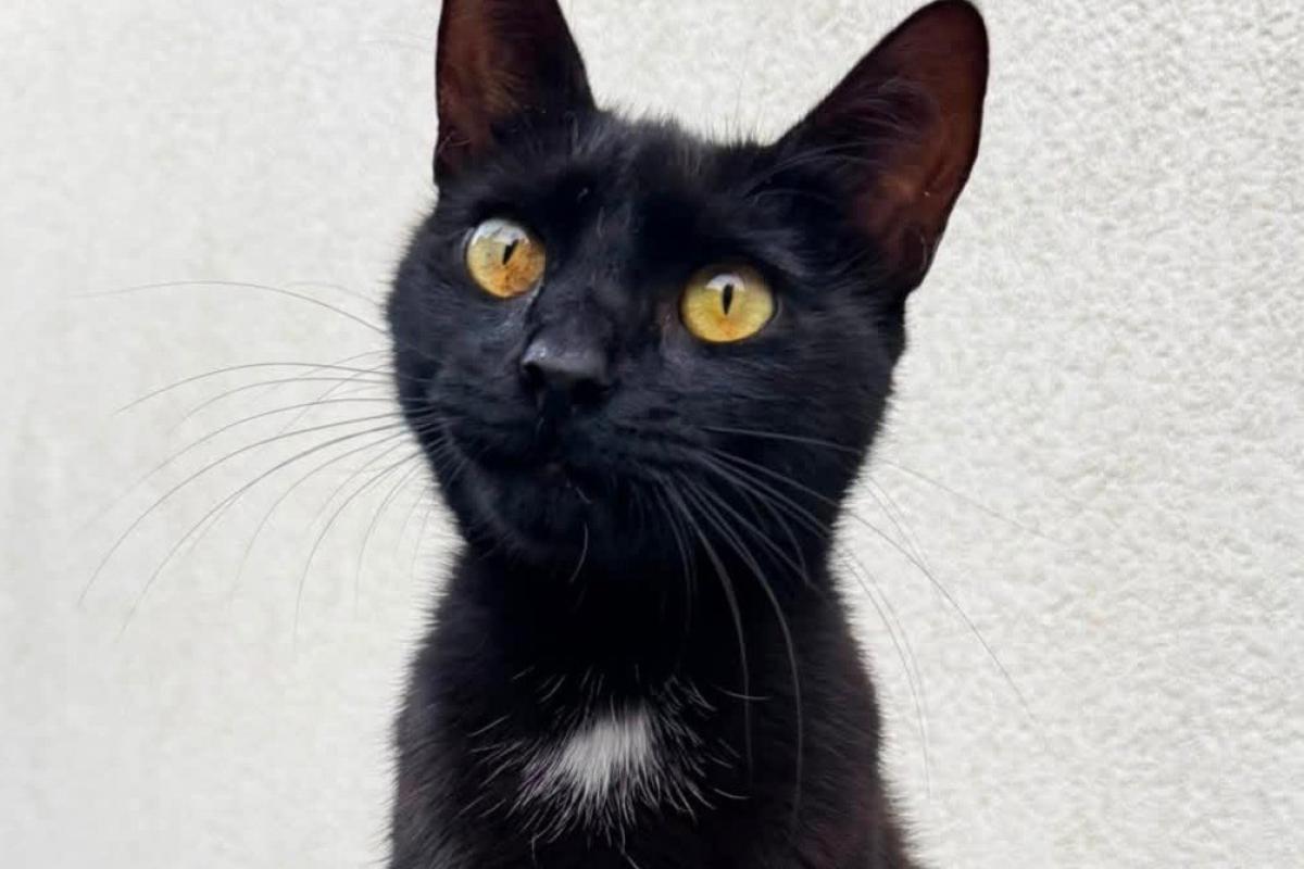 Miaui