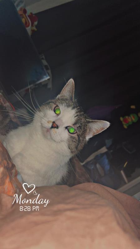 Lola