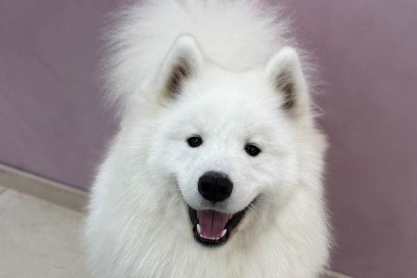 Teddy