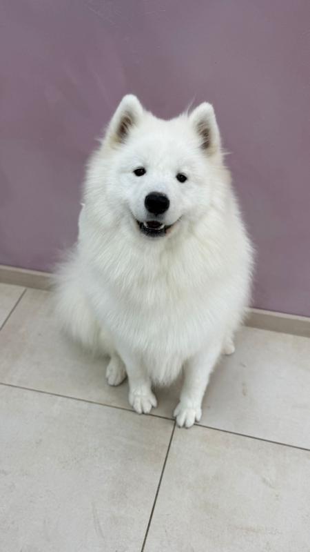 Teddy
