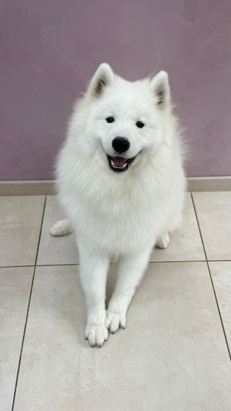 Teddy