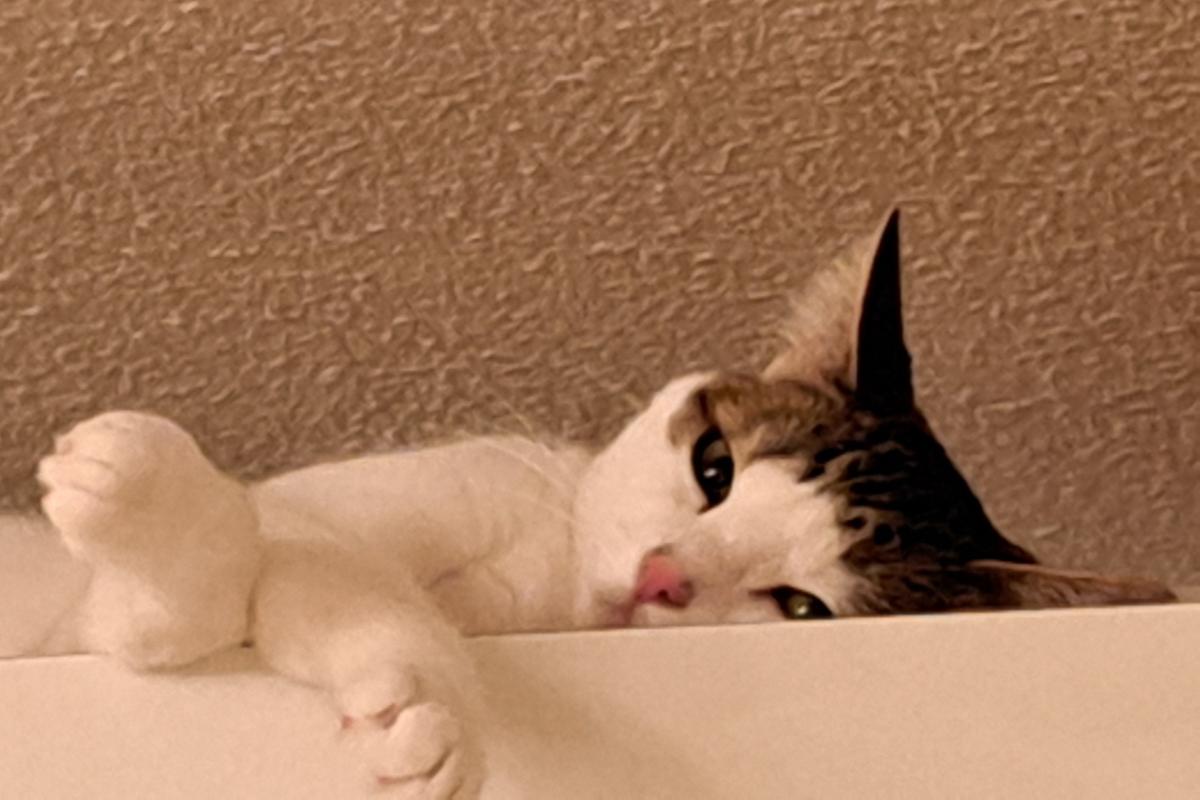 Bibi