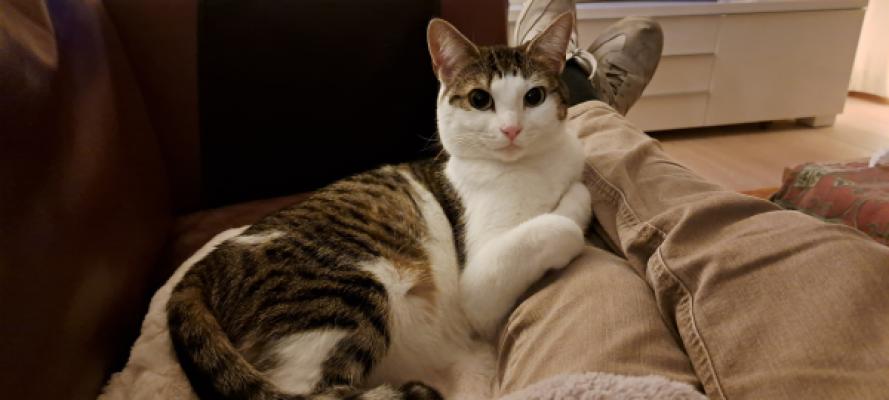 Bibi