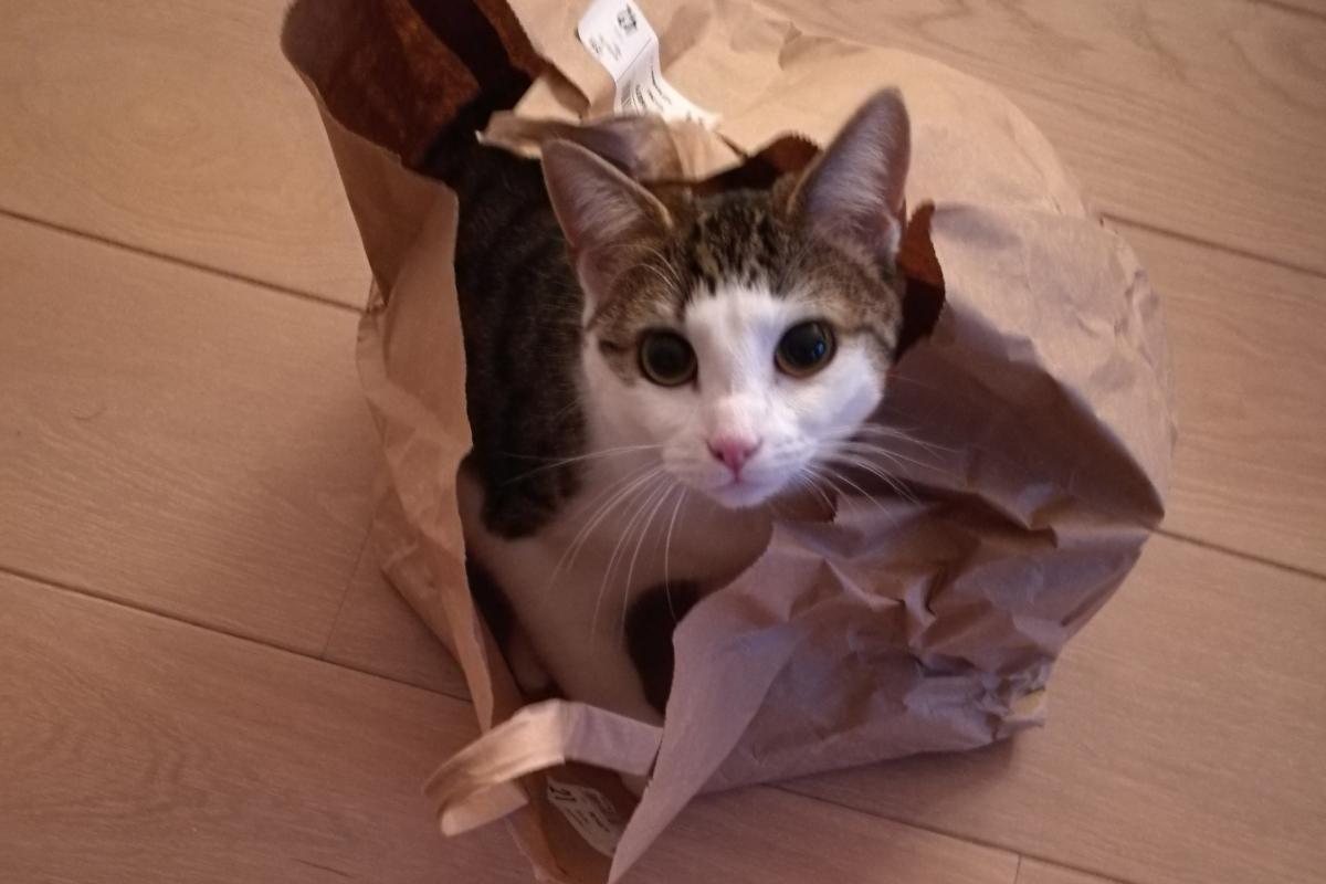 Bibi
