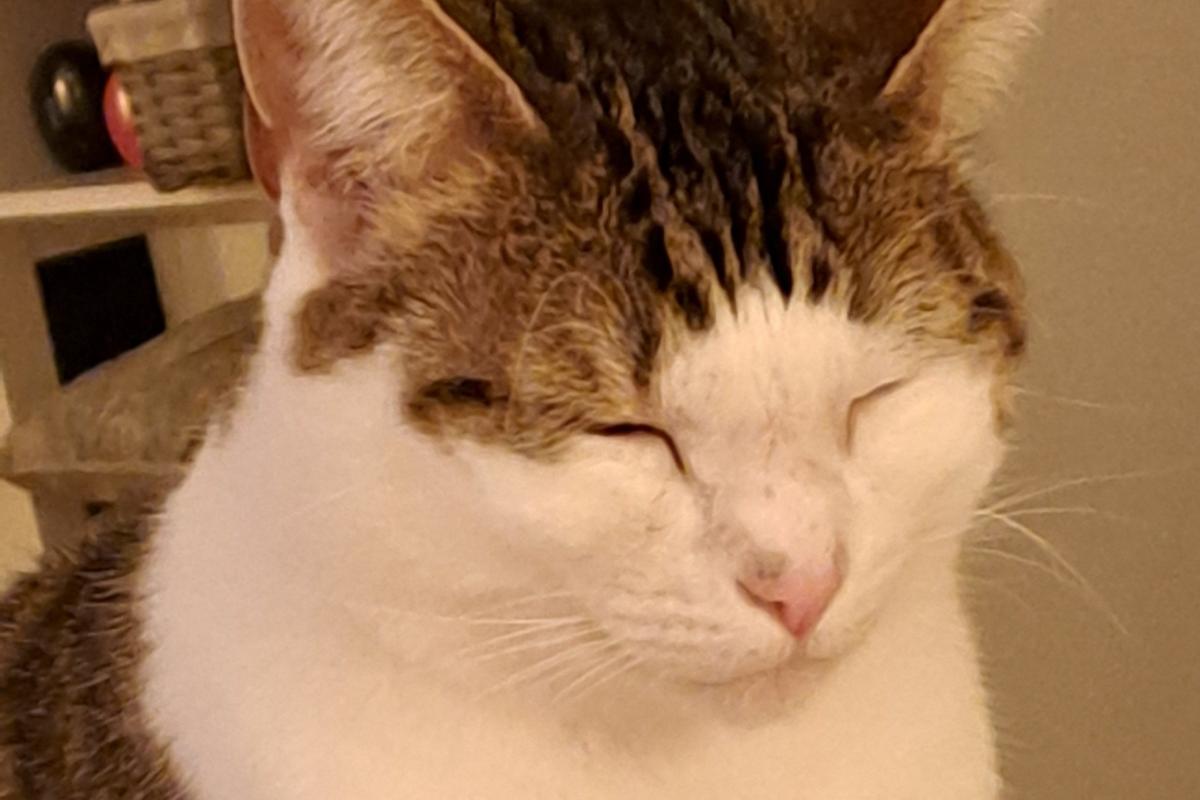Bibi