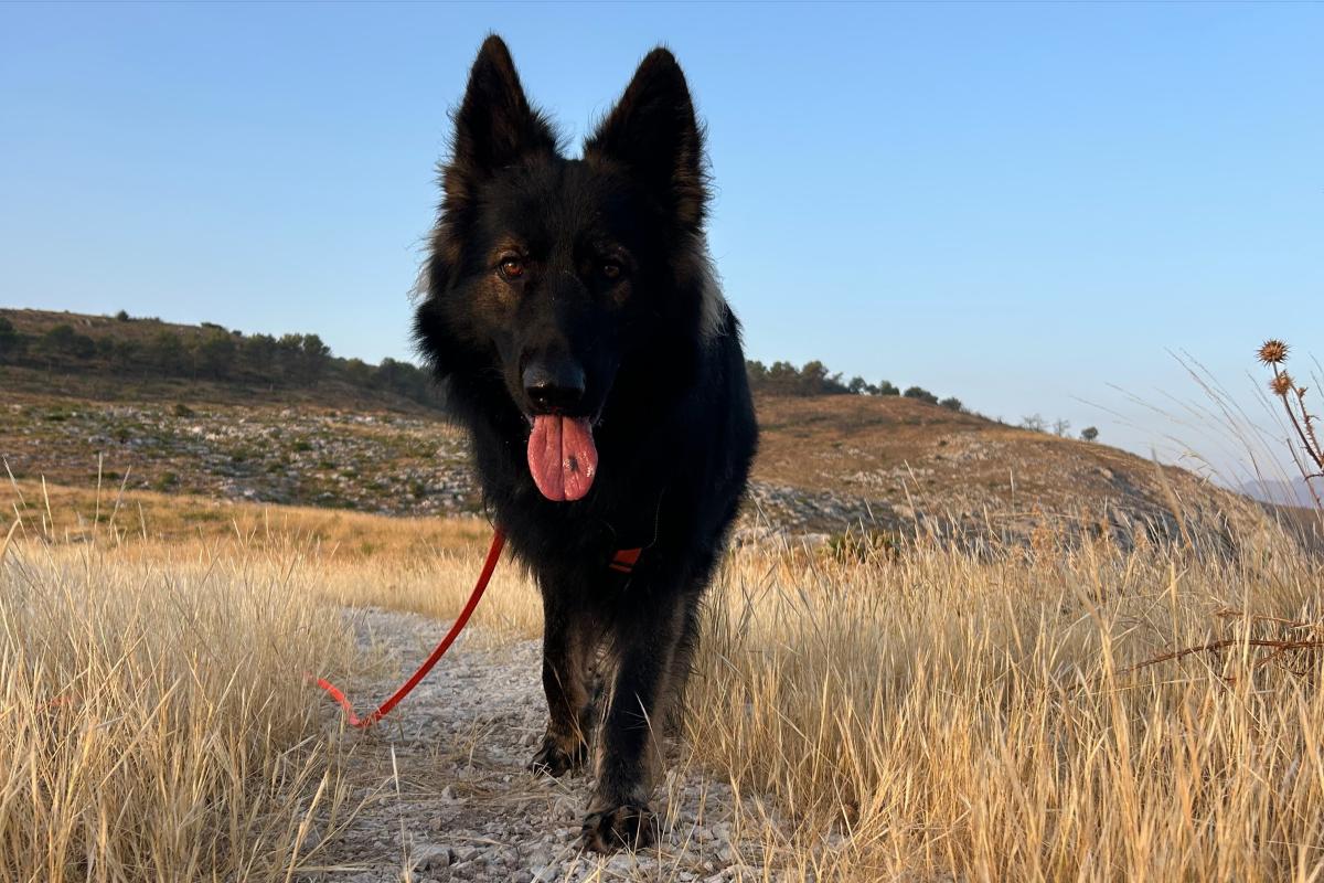 Bruno