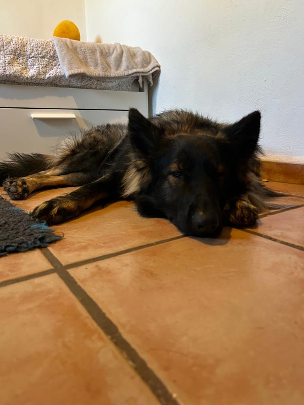 Bruno