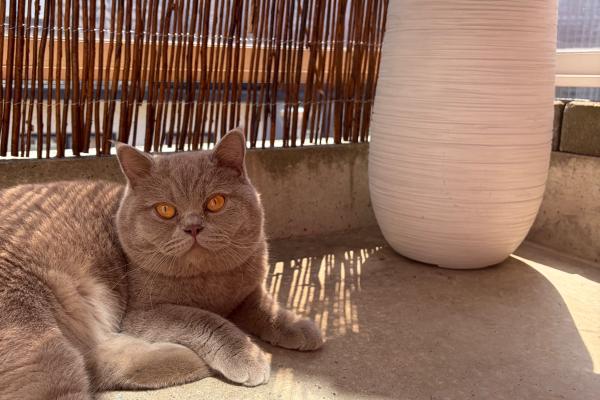 Miso