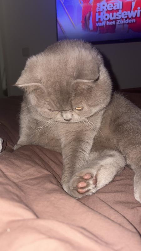 Miso