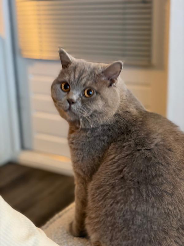 Miso