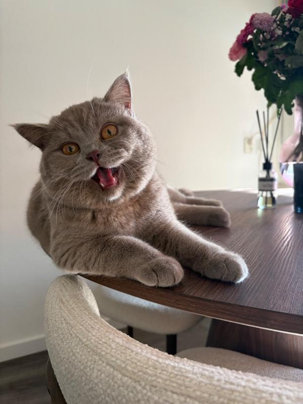 Miso