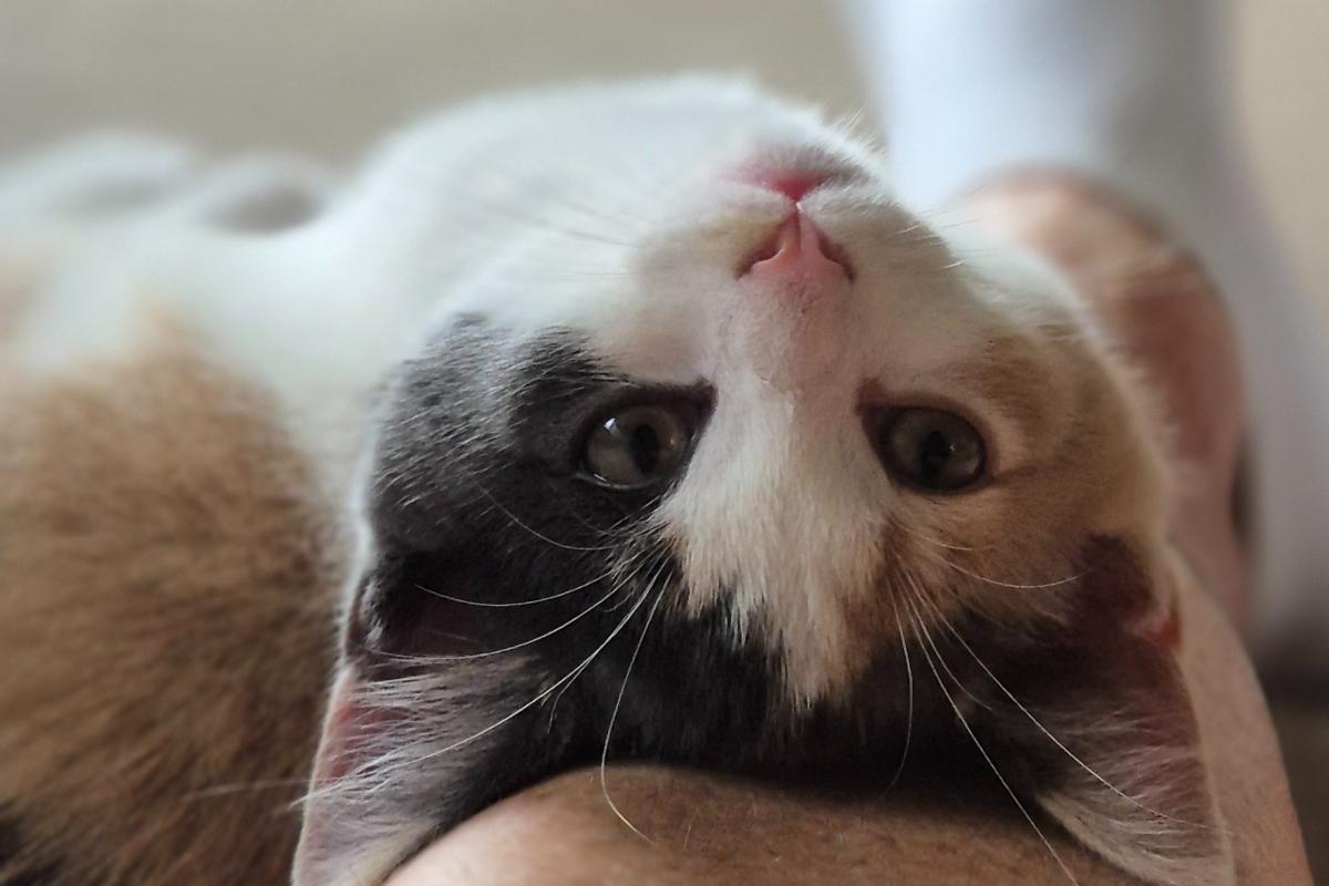 Pip