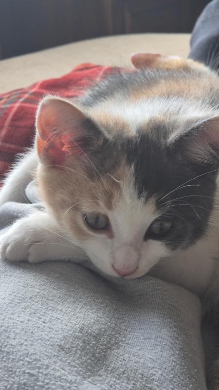 Pip