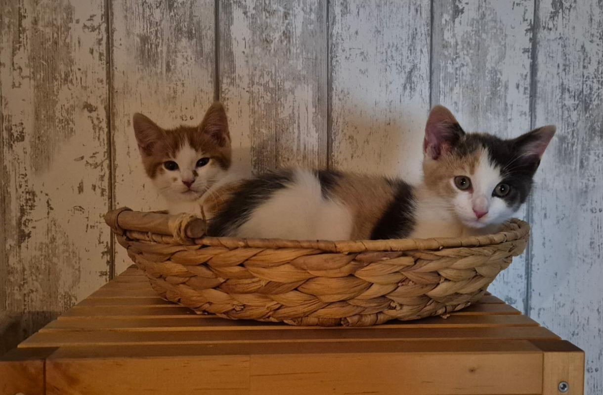 Pip
