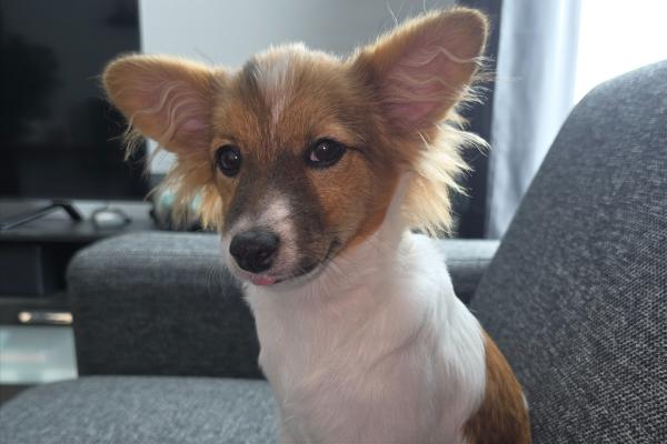 Nala
