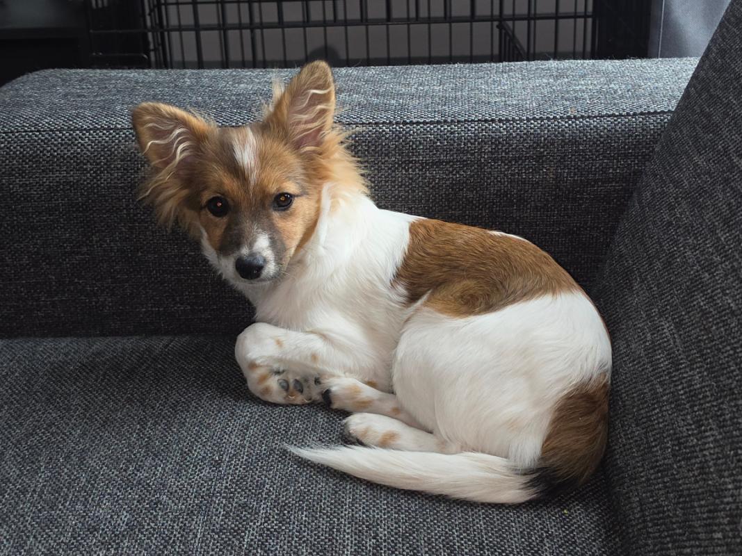 Nala
