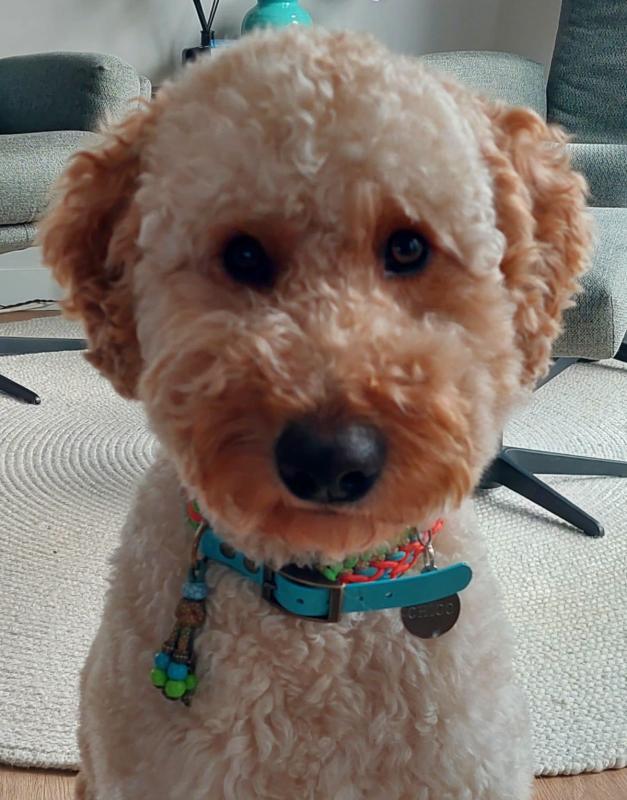 Chico