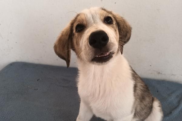 Milo