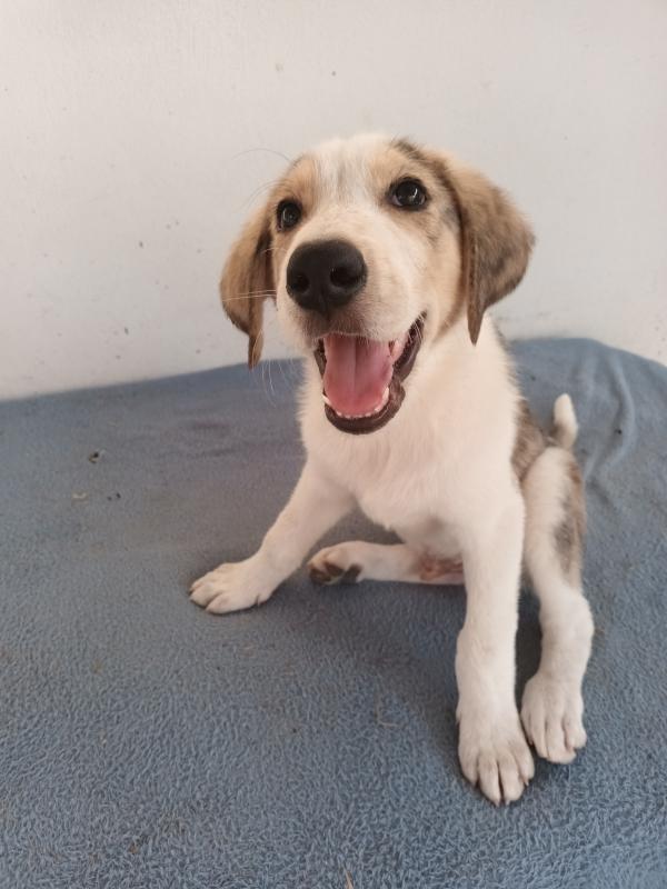 Milo