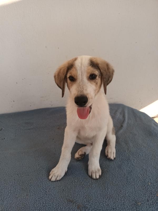 Milo