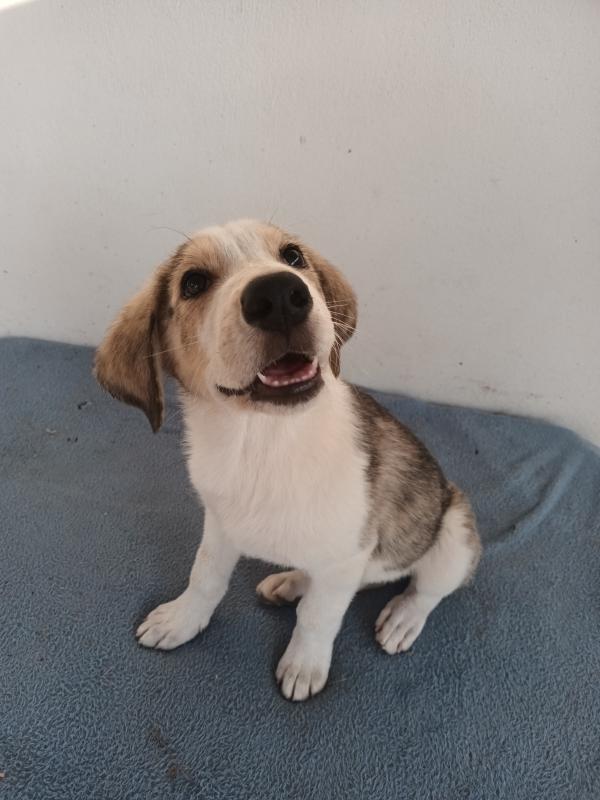 Milo
