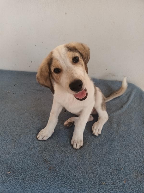 Milo