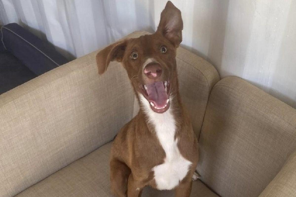 Igor