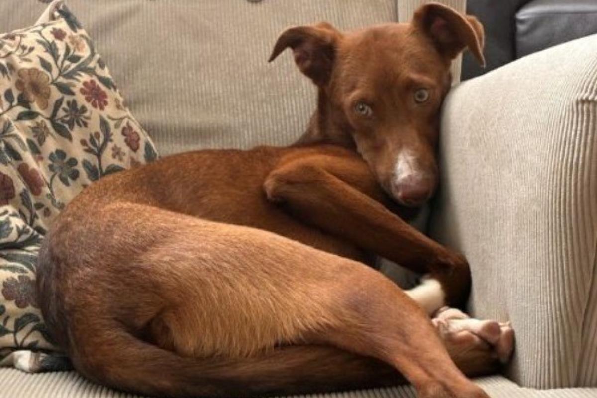 Igor