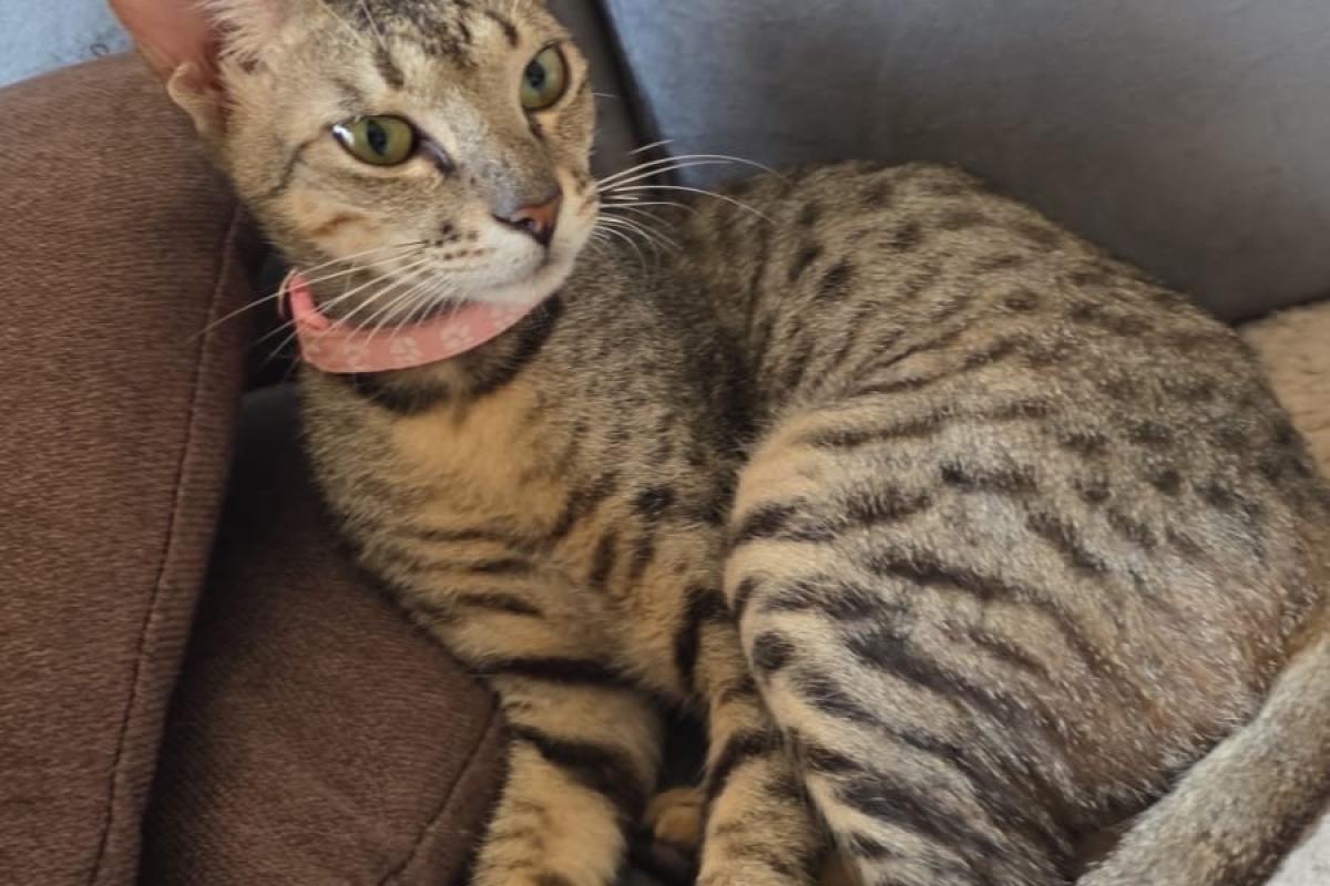 Coco