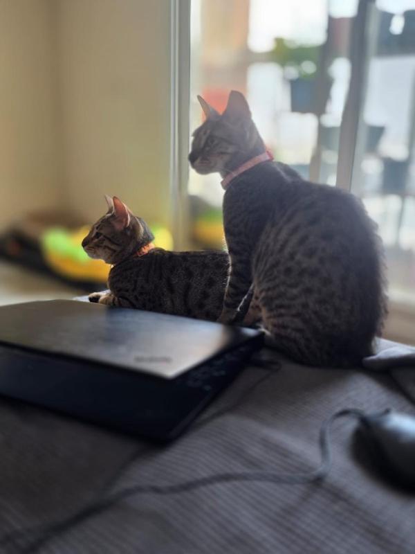Coco