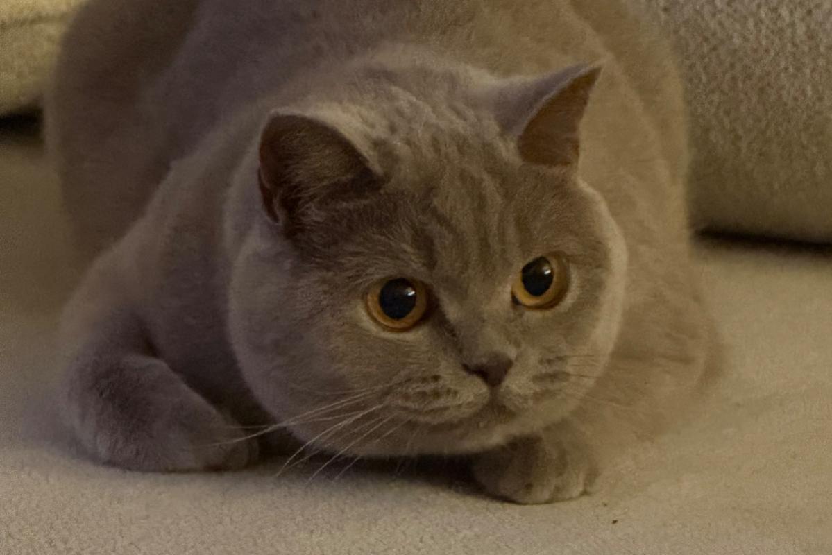 Lily