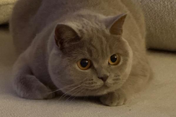 Lily