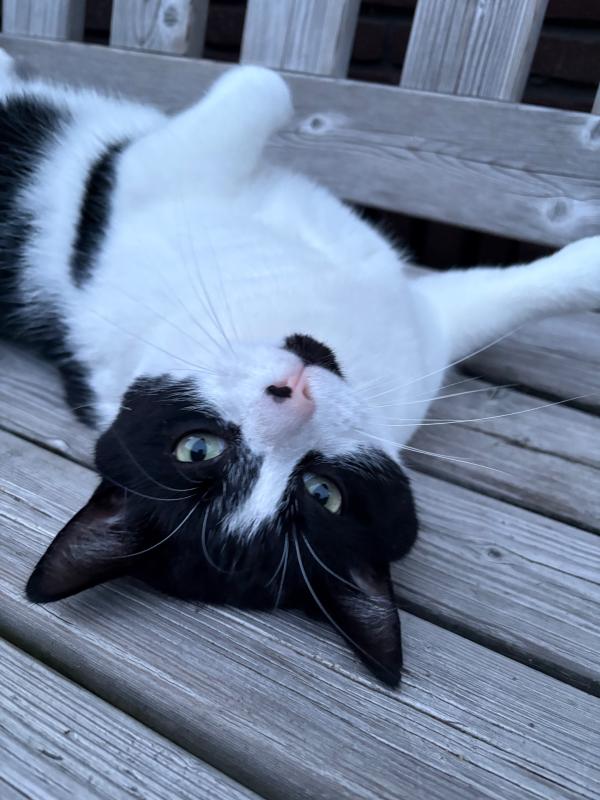 Boef