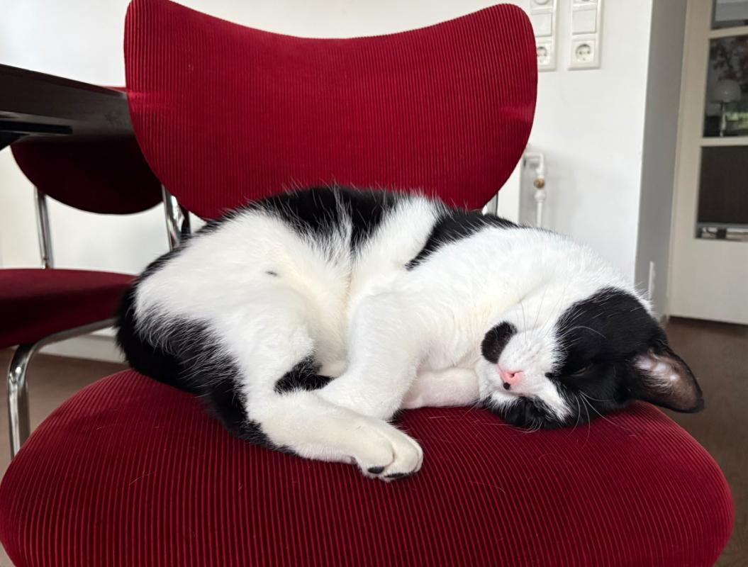 Boef