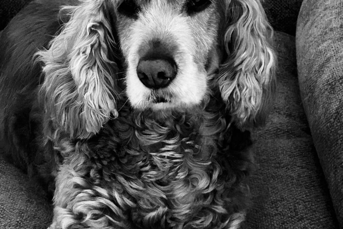 Cooper