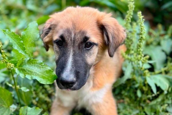 Mowgli