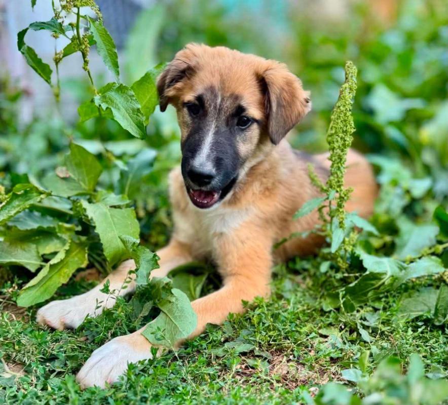Mowgli