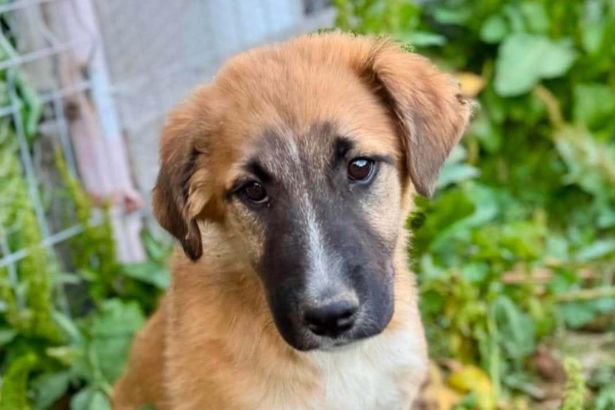 Mowgli
