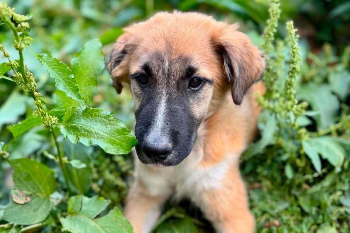 Mowgli