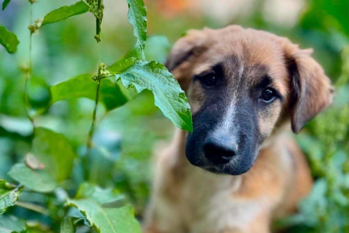 Mowgli