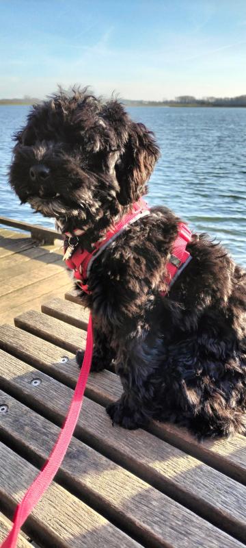 Nala