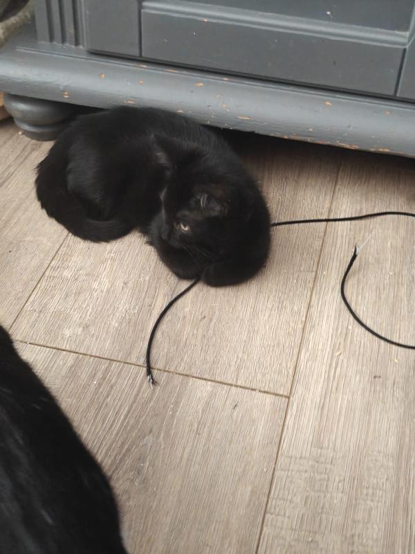 Sepp