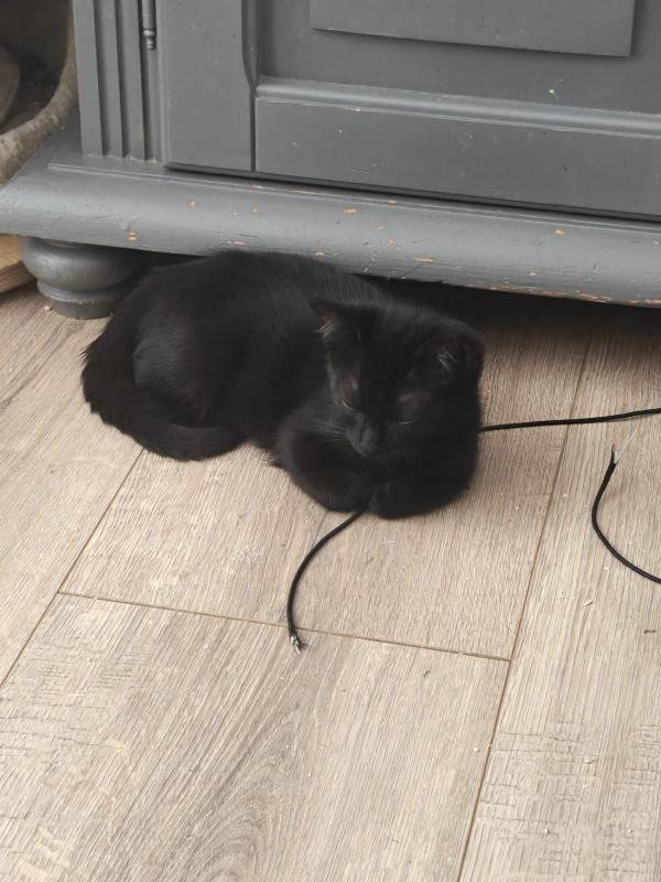 Sepp