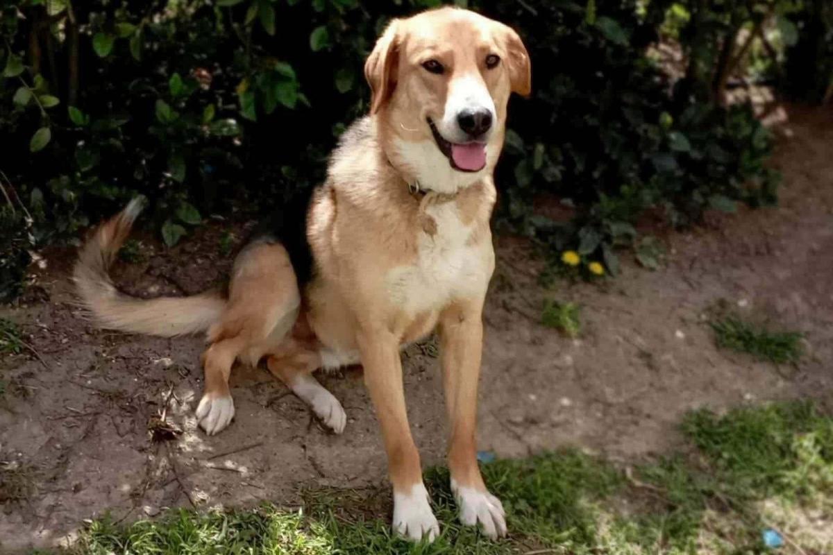 Tino