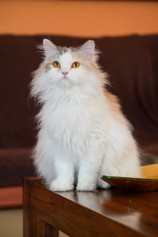 Luna