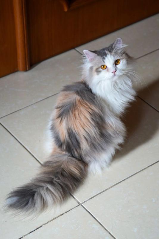 Luna