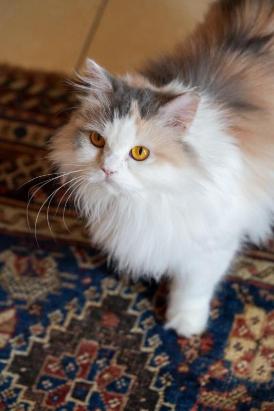 Luna