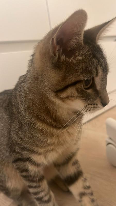 Sammy